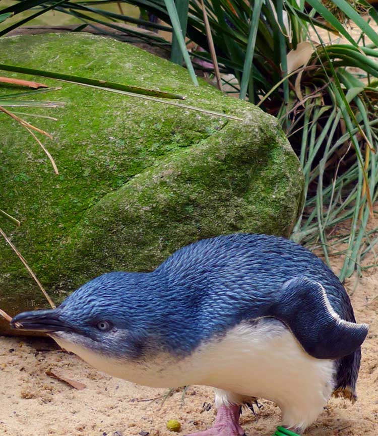 Phillip-Island-penguin-parade